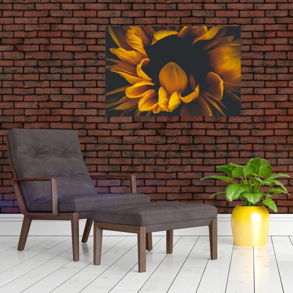 Kép - Napraforgó fekete háttérben (90x60 cm)