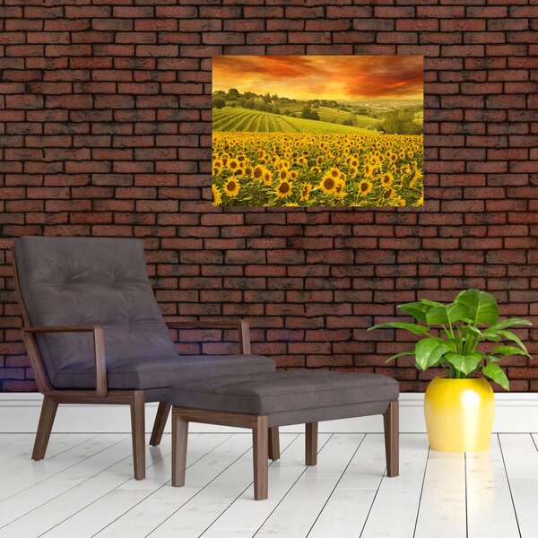 Kép - Napraforgó mező (70x50 cm)