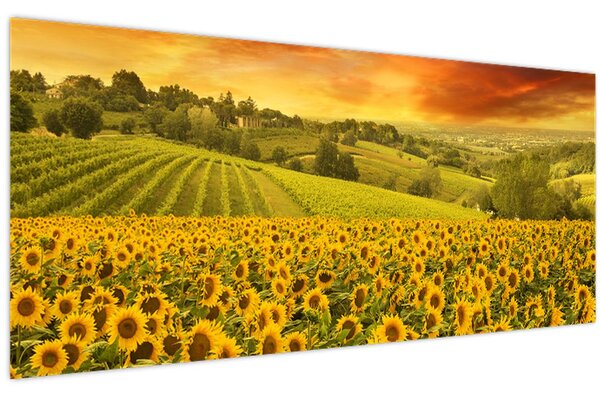 Kép - Napraforgó mező (120x50 cm)