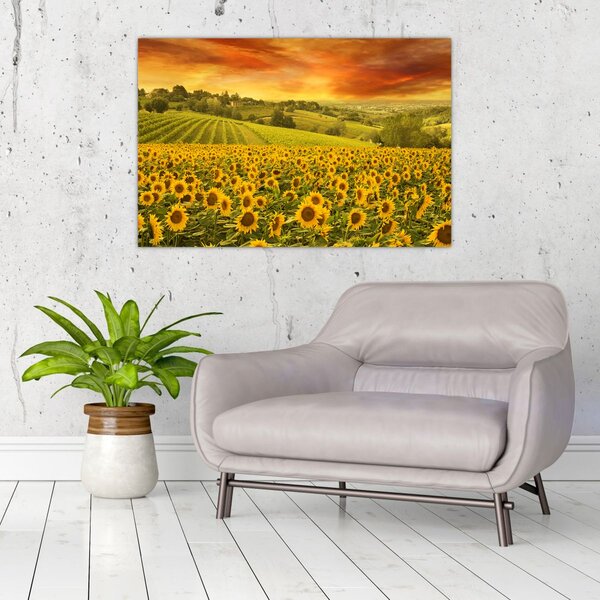 Kép - Napraforgó mező (90x60 cm)
