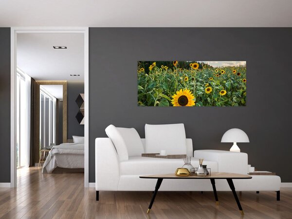 Kép - Napraforgómező II. (120x50 cm)