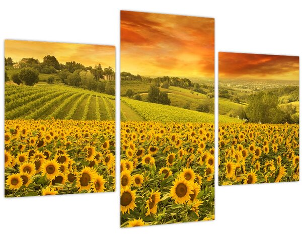Kép - Napraforgó mező (90x60 cm)
