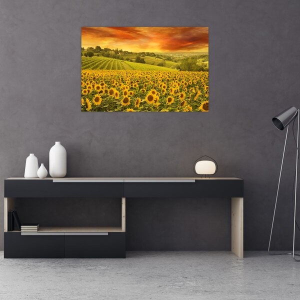 Kép - Napraforgó mező (90x60 cm)