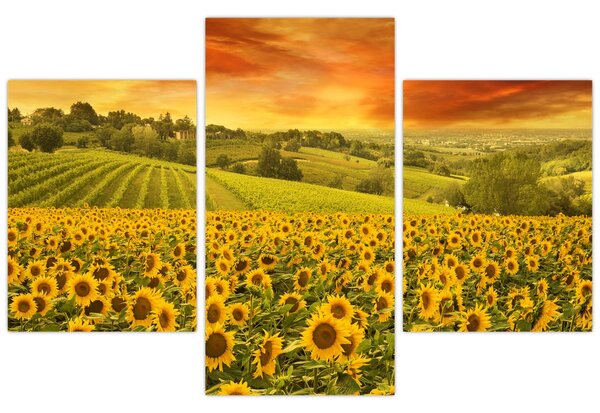 Kép - Napraforgó mező (90x60 cm)