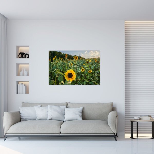Kép - Napraforgómező II. (90x60 cm)