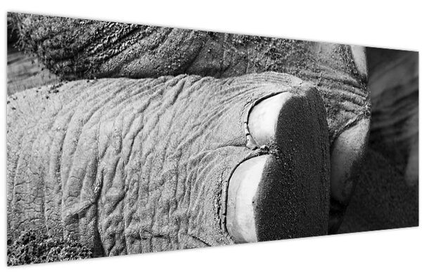 Kép - Elefánt láb (120x50 cm)