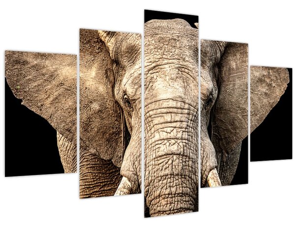 Kép - Afrikai elefánt (150x105 cm)