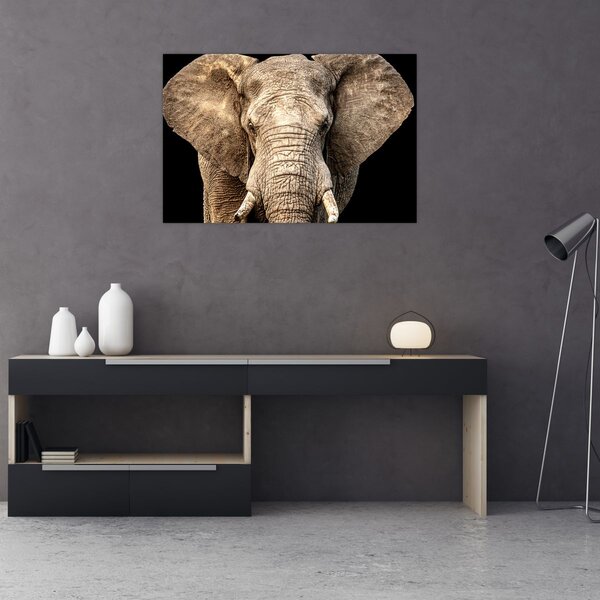 Kép - Afrikai elefánt (90x60 cm)