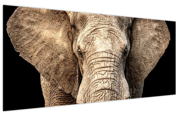 Kép - Afrikai elefánt (120x50 cm)