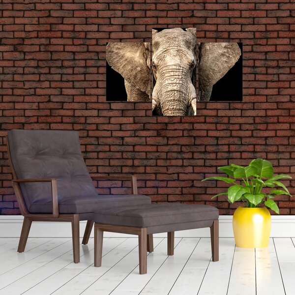 Kép - Afrikai elefánt (90x60 cm)