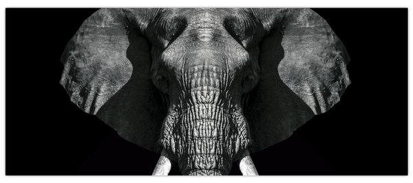 Kép - Elefánt fekete háttérrel (120x50 cm)