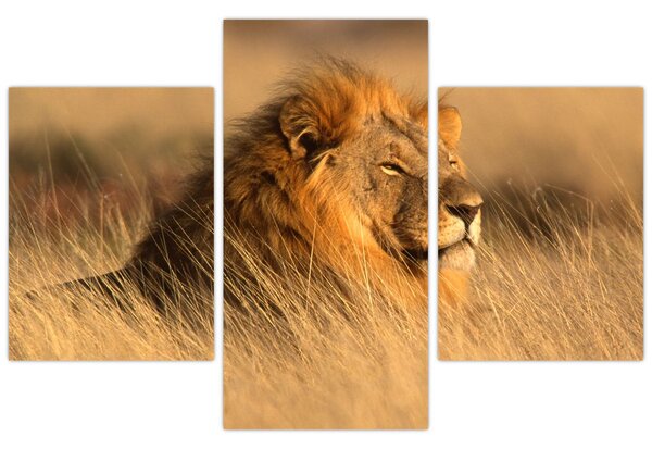 Kép - Etosha Nemzeti Park (90x60 cm)