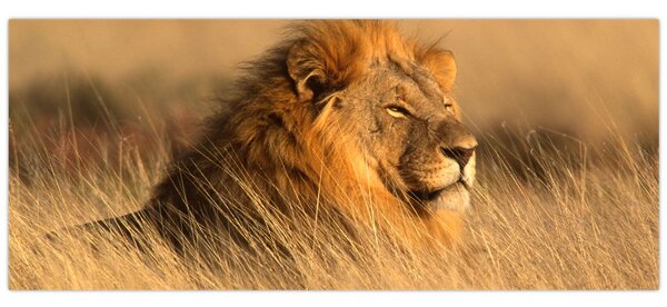 Kép - Etosha Nemzeti Park (120x50 cm)
