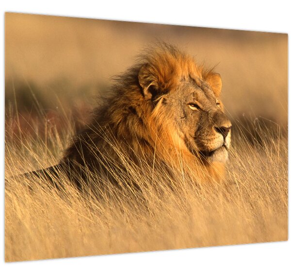 Kép - Etosha Nemzeti Park (70x50 cm)