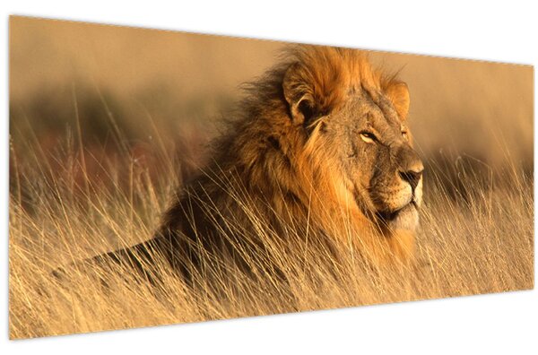 Kép - Etosha Nemzeti Park (120x50 cm)