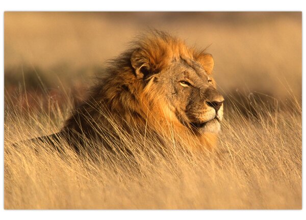 Kép - Etosha Nemzeti Park (90x60 cm)