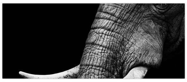 Kép - Elefánt agyar (120x50 cm)