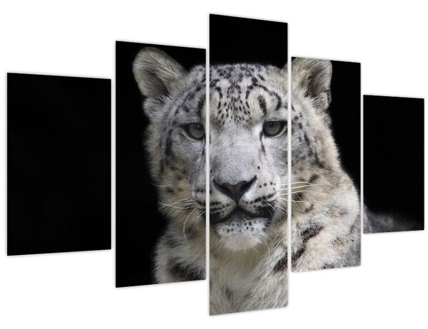 Kép - Snow Leopard (150x105 cm)
