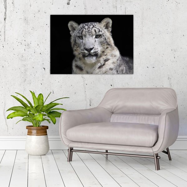 Kép - Snow Leopard (70x50 cm)