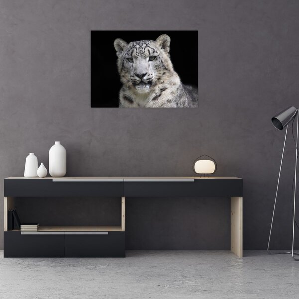 Kép - Snow Leopard (70x50 cm)