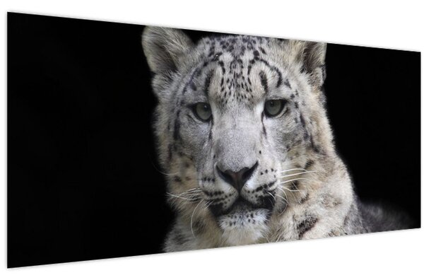 Kép - Snow Leopard (120x50 cm)