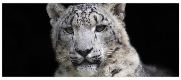 Kép - Snow Leopard (120x50 cm)