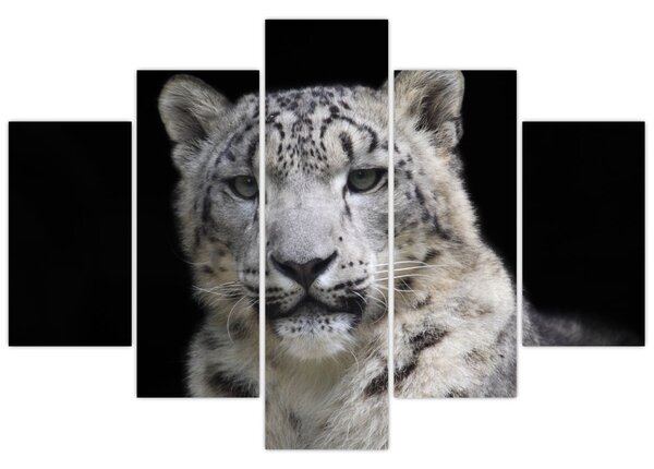 Kép - Snow Leopard (150x105 cm)