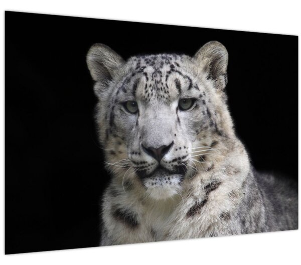 Kép - Snow Leopard (90x60 cm)