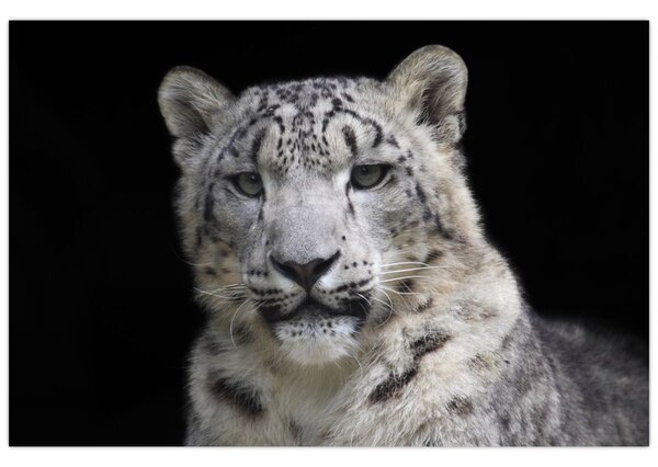 Kép - Snow Leopard (90x60 cm)
