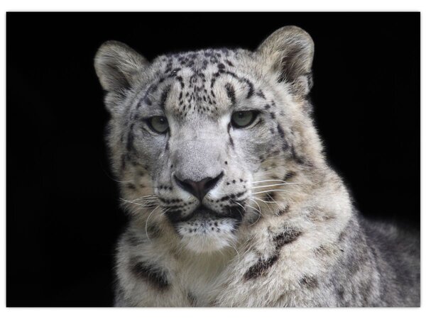 Kép - Snow Leopard (70x50 cm)
