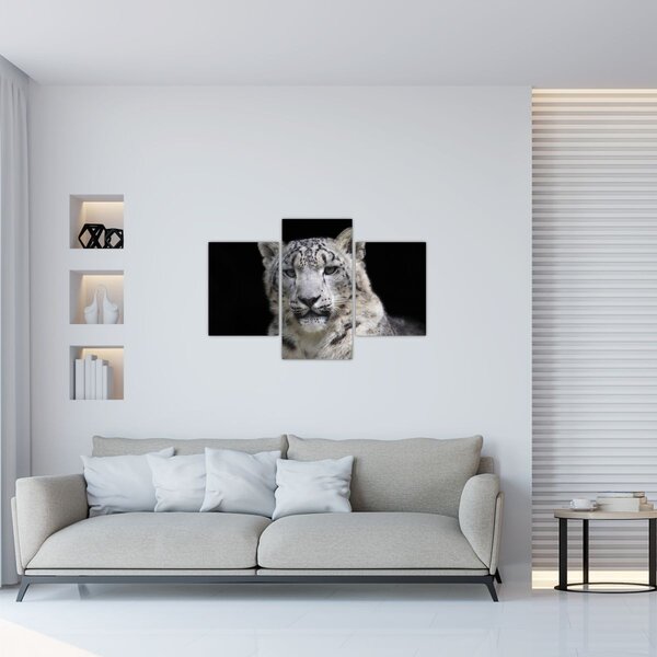 Kép - Snow Leopard (90x60 cm)