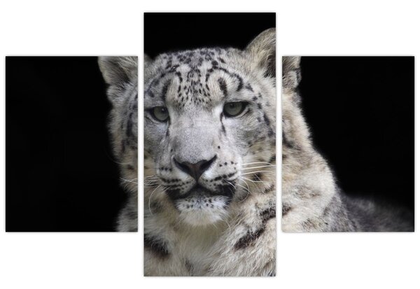 Kép - Snow Leopard (90x60 cm)