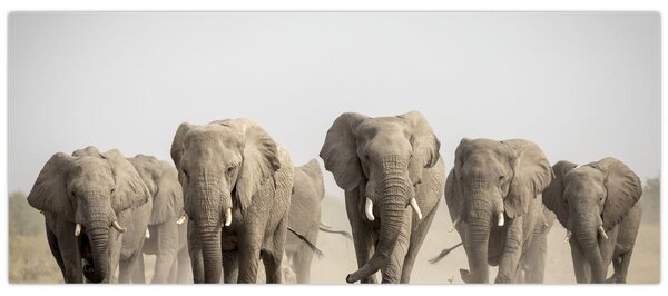 Kép - Elefántcsorda (120x50 cm)