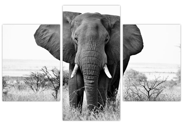 Kép - Afrikai elefánt II. (90x60 cm)