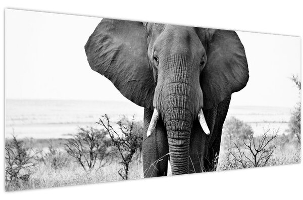 Kép - Afrikai elefánt II. (120x50 cm)
