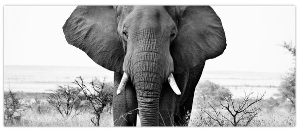 Kép - Afrikai elefánt II. (120x50 cm)