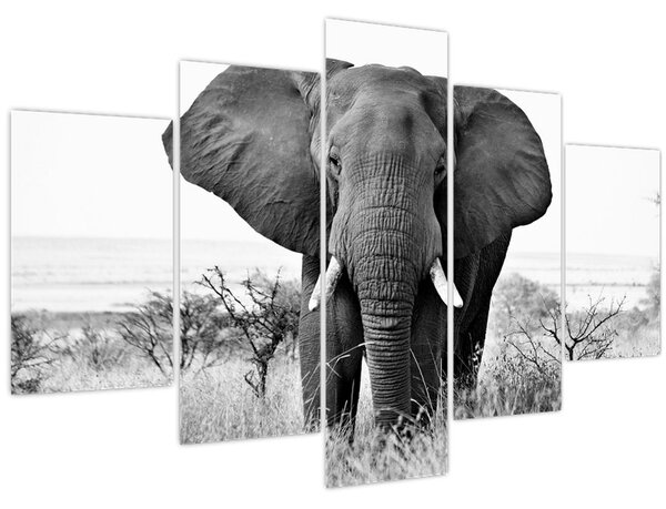 Kép - Afrikai elefánt II. (150x105 cm)