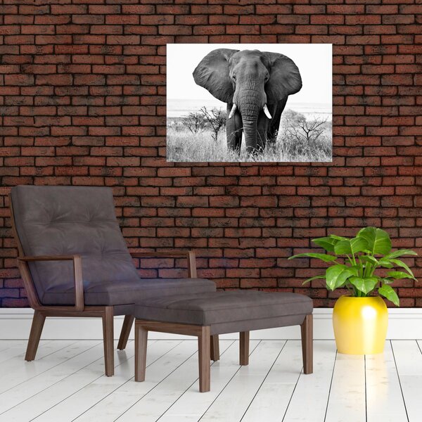 Kép - Afrikai elefánt II. (70x50 cm)