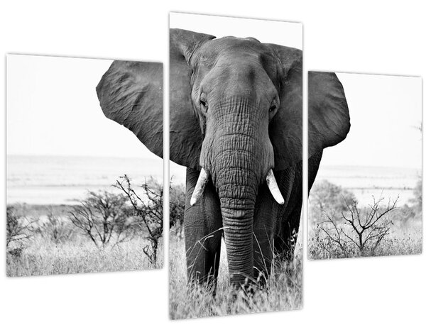 Kép - Afrikai elefánt II. (90x60 cm)