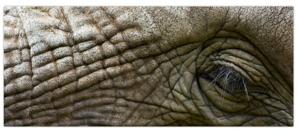 Kép - Közelkép az öreg elefánt szeméről (120x50 cm)