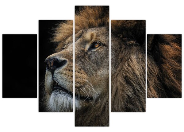 Kép - A fenséges oroszlán (150x105 cm)