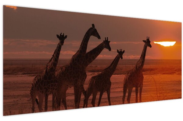 Kép - Zsiráfok az afrikai szavannán (120x50 cm)