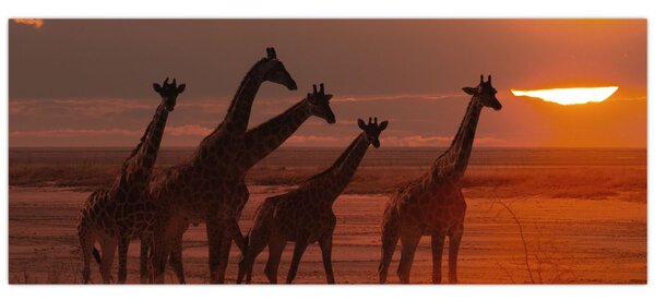 Kép - Zsiráfok az afrikai szavannán (120x50 cm)