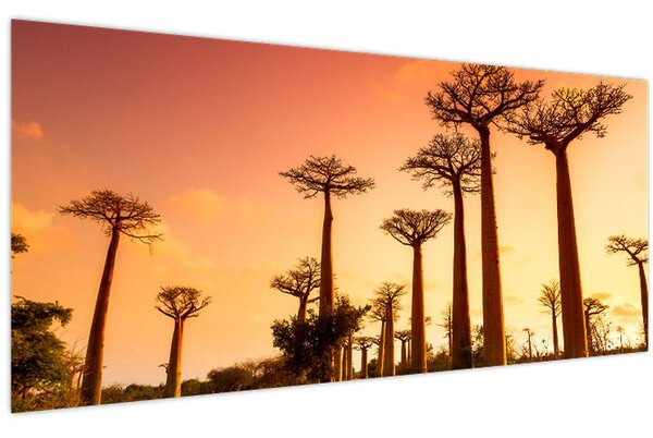 Kép - Naplemente a Baobab Alley-ben (120x50 cm)