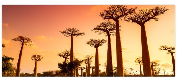 Kép - Naplemente a Baobab Alley-ben (120x50 cm)