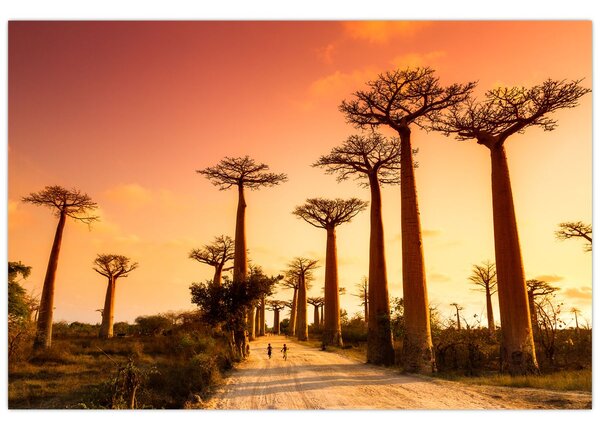 Kép - Naplemente a Baobab Alley-ben (90x60 cm)