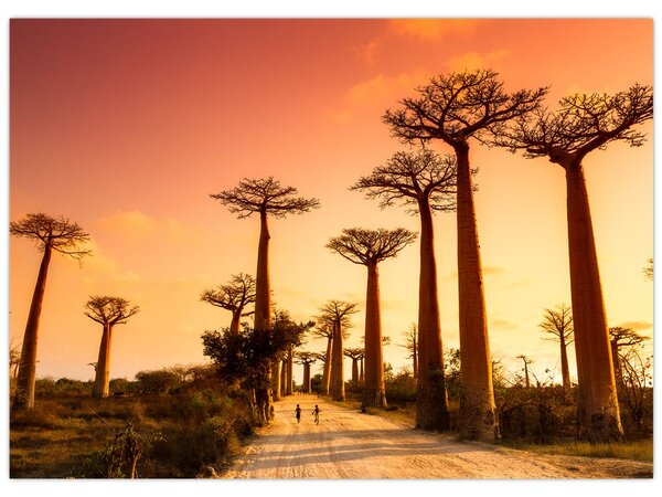 Kép - Naplemente a Baobab Alley-ben (70x50 cm)