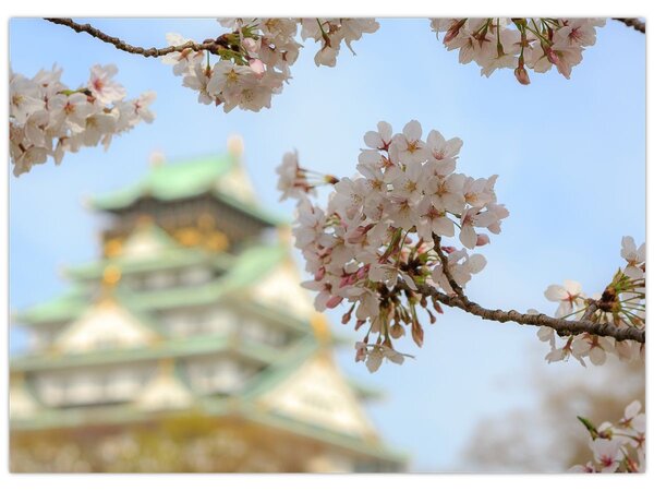 Kép - Sakura (70x50 cm)