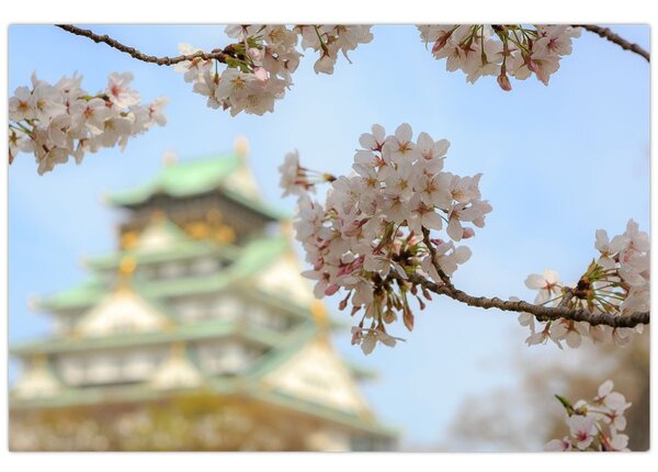 Kép - Sakura (90x60 cm)