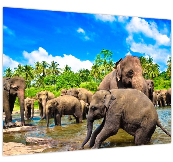 Kép - Elefántok, Sri Lanka (70x50 cm)